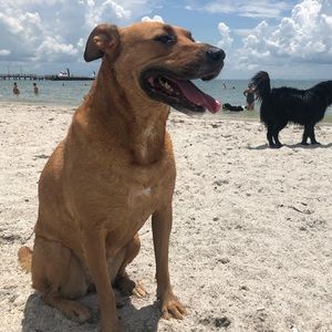 Meet your Posher, Rooch